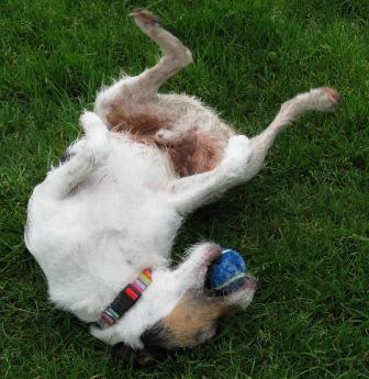 Jack rolling over